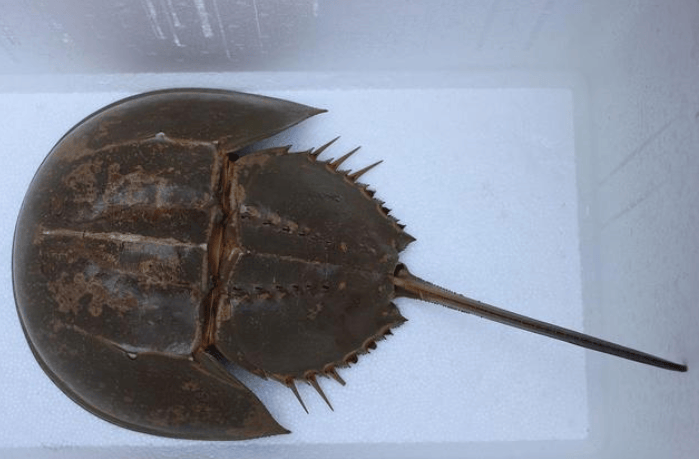 深圳湾出现地球唯一蓝血生物 被誉为动物界活化石